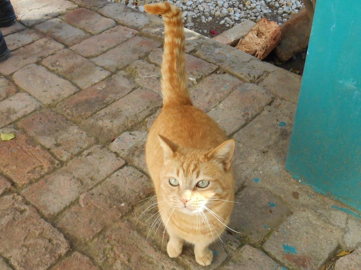 Graaff-Reinet Obesa Lodge מראה חיצוני תמונה